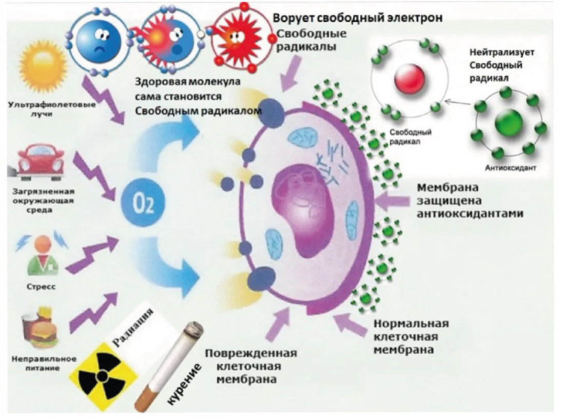 Свободный организм. Свободные радикалы и антиоксиданты. Механизм действия антиоксидантов на свободные радикалы. Схема действия антиоксидантной системы. Свободные радикалы и антиоксиданты в организме человека.